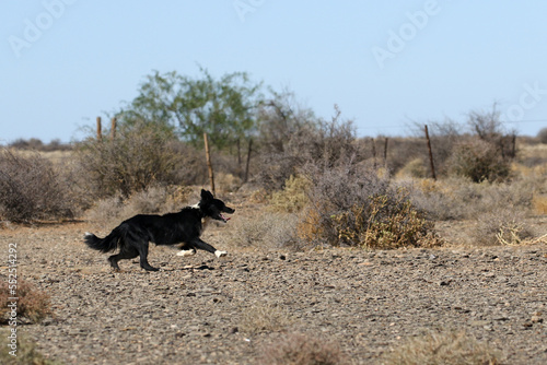 Border collie on a sheepfarm in Bushmanland South Africa photo