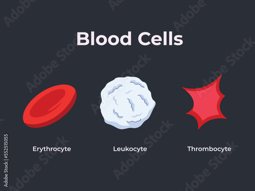 Sets of blood cells with flat vector illustration isolated on dark background. Pictogram drawing with cartoon art style for healthcare biology student education with texts.
