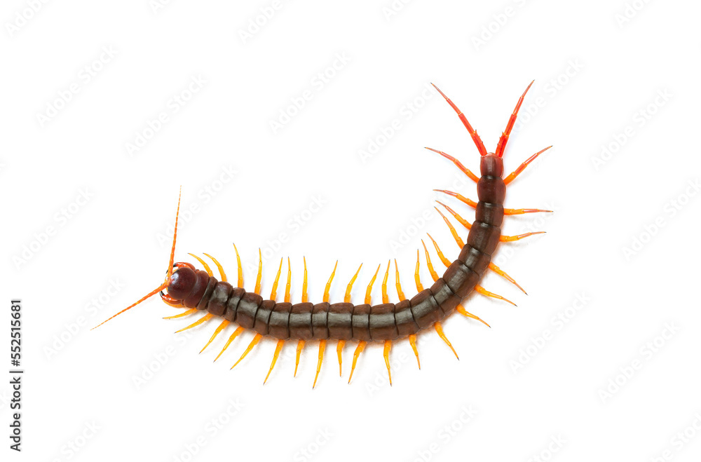 centipede (Scolopendra sp.) Giant centipede isolated on white background. The top view of a living centipede, high resolution images shot in a studio room. centipede (Scolopendra sp.) Giant centipede isolated on white background. The top view of a living centipede, high resolution images shot in a studio room.