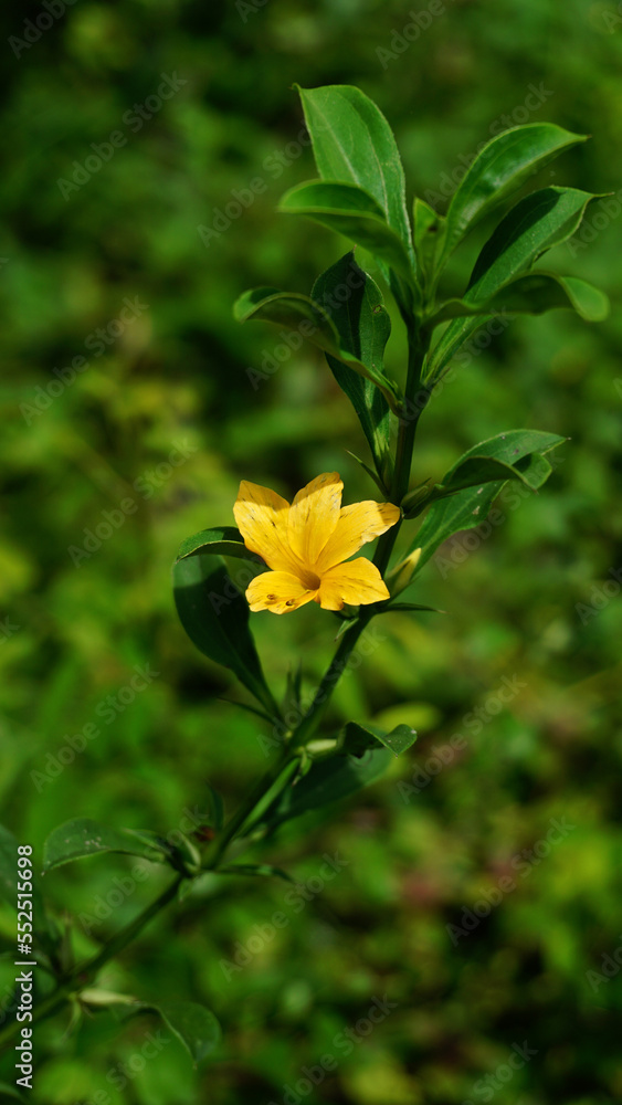 Barleria prionitis or Porcupine flower is blooming on the tree. Barleria prionitis or Porcupine flower is blooming on the tree.
