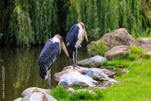 African marabou, lat. Leptoptilos crumeniferus is a bird from the stork family, its largest representative. Background photo