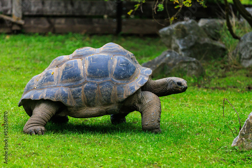 Elephant or Galapagos tortoise. Background with selective focus and copy space