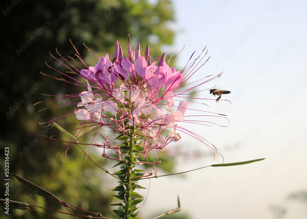 pink spider flower or Cleome hassleriana in penglipuran village , Bangli , Bali.newly blooming flower in the traditional garden village pink spider flower or Cleome hassleriana in penglipuran village , Bangli , Bali.newly blooming flower in the traditional garden village
