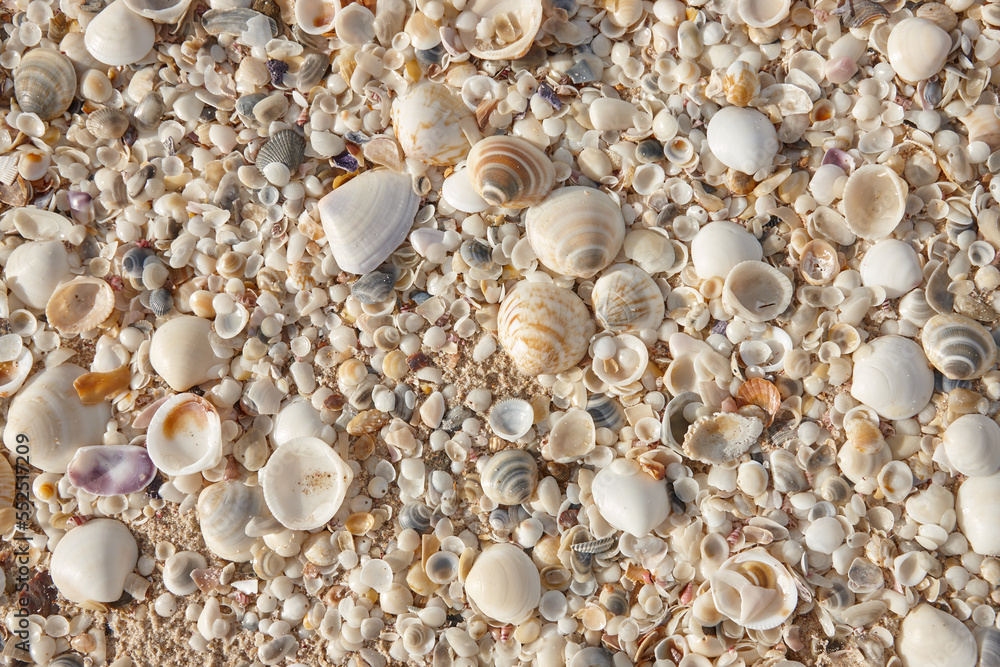 Seashells Seashells