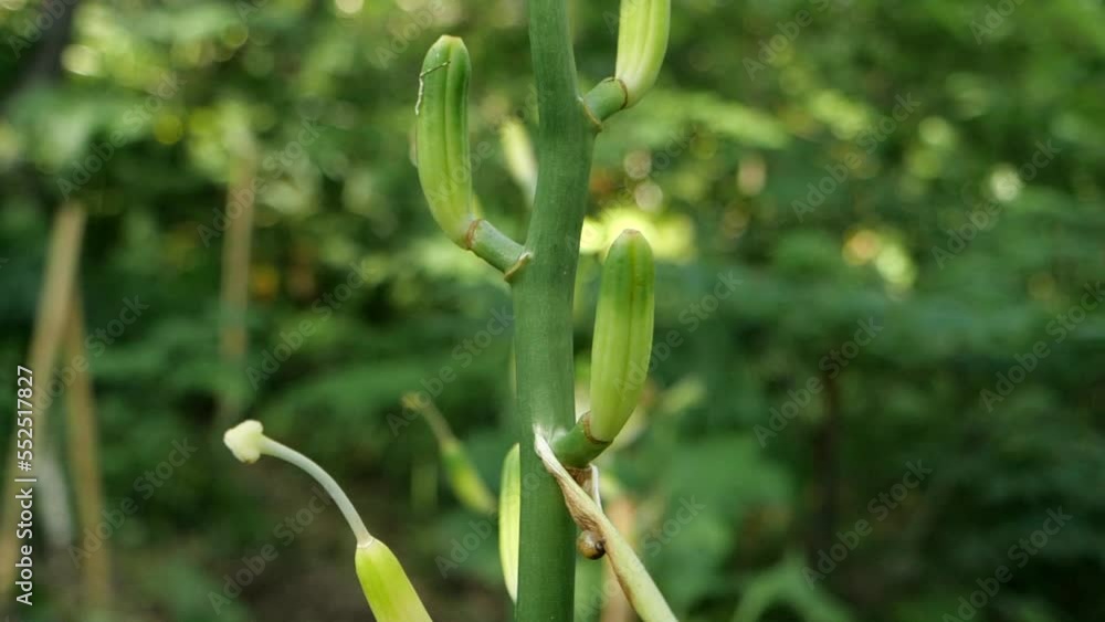 Cardiocrinum glehnii or Cardiocrinum cordatum in slow motion in wild forest Cardiocrinum glehnii or Cardiocrinum cordatum in slow motion in wild forest