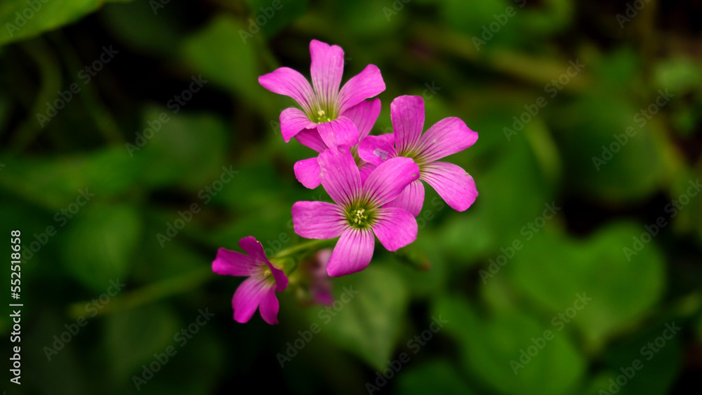 Pink Oxalis violacea flowers or violet woodsorrel in the garden