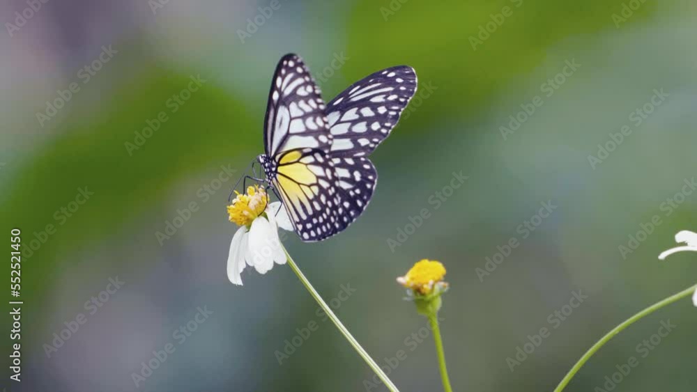 Butterfly close-up video Colorful tropical butterfly insects can be seen a lot in Thailand during the rainy season. Butterfly close-up video Colorful tropical butterfly insects can be seen a lot in Thailand during the rainy season.