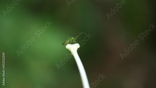 Cardiocrinum glehnii or Cardiocrinum cordatum in slow motion in wild forest photo