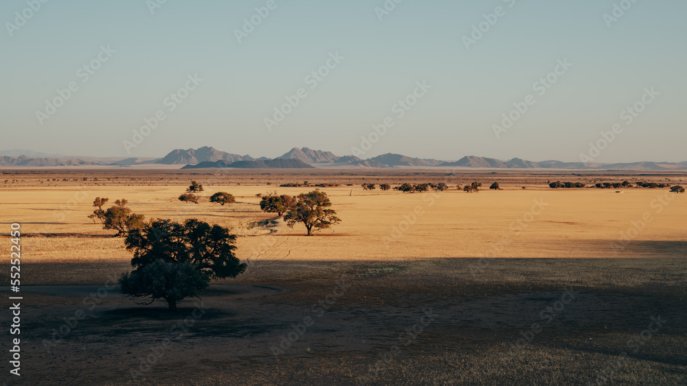 In der Mitte des verdorrten Grases stehen in der Weite des Sossusvlei in Reihe mehrere  Bäume im Abendlicht - am Horizont die Gipfelkette des Naukluft Gebirges, Sesriem, Namibia