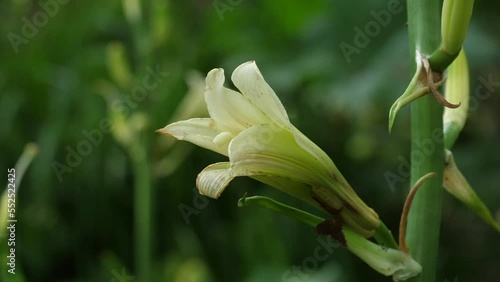 Cardiocrinum glehnii or Cardiocrinum cordatum in slow motion in wild forest photo