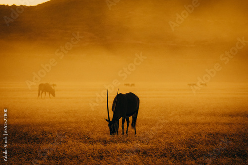 Magisch anmutende Silhouette einer Oryxantilope  Oryx gazella  im aufsteigenden Nebel nach Sonnenuntergang in der Ebene vor der Elim D  ne  Sesriem  Namibia 