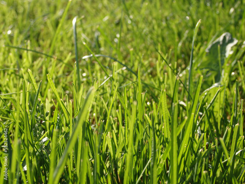 Fresh summer grass with water drops. Close up of dew drops on lush blades of grass. Juicy lush green grass on meadow with drops of water dew in morning light