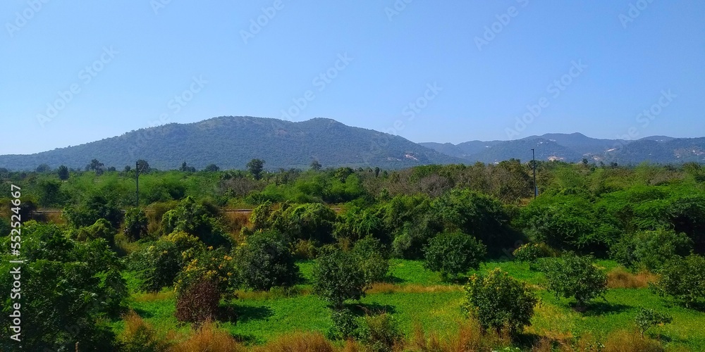 Fototapeta premium forest in the mountains