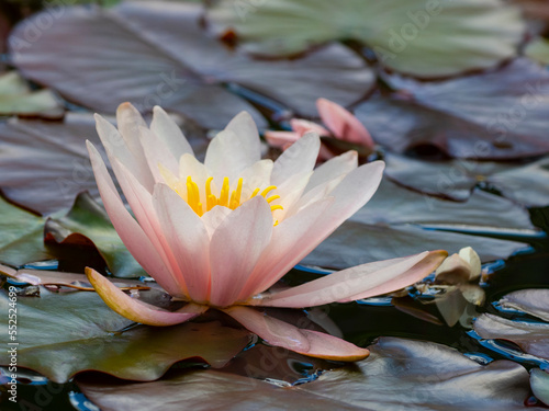 pink water lily (Nymphaea alba f. rosea) in a pond