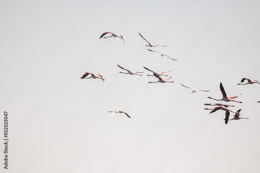 Φωτογραφία Rosaflamingos (Phoenicopterus roseus) fliegen über die Bucht vor Walvisbay, Nami