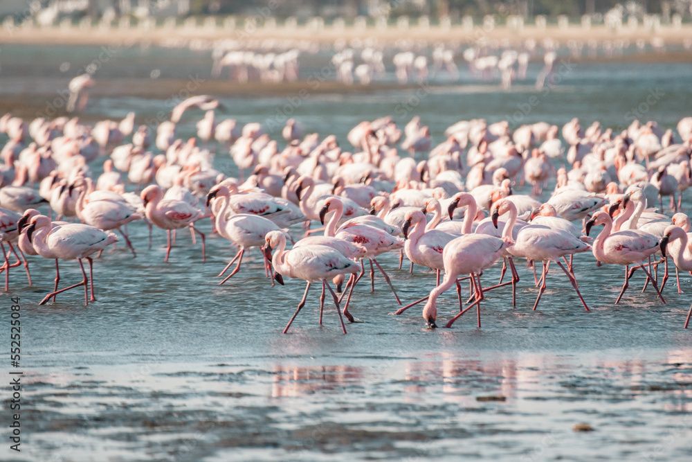 Naklejka premium Rosaflamingos (Phoenicopterus roseus) in der Bucht vor Walvisbay, Namibia