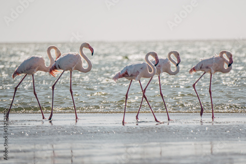 Rosaflamingos (Phoenicopterus roseus) in der Bucht vor Walvisbay, Namibia photo