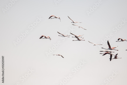 Rosaflamingos (Phoenicopterus roseus) fliegen über die Bucht vor Walvisbay, Namibia