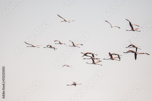 Rosaflamingos (Phoenicopterus roseus) fliegen über die Bucht vor Walvisbay, Namibia photo