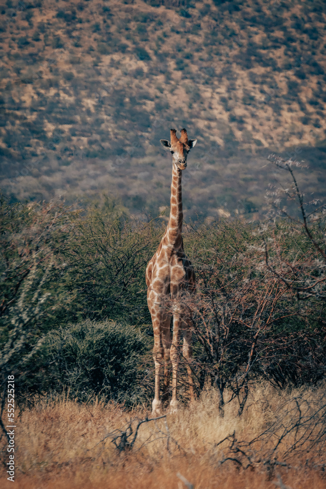 Obraz premium Giraffe steht im Buschwerk in der Savannenlandschaft im Erongo-Gebirge (Namibia)