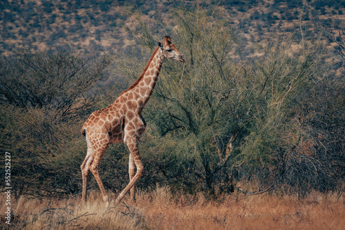 Junge Giraffe läuft durch das Buschwerk in der Savannenlandschaft im Erongo-Gebirge (Namibia)