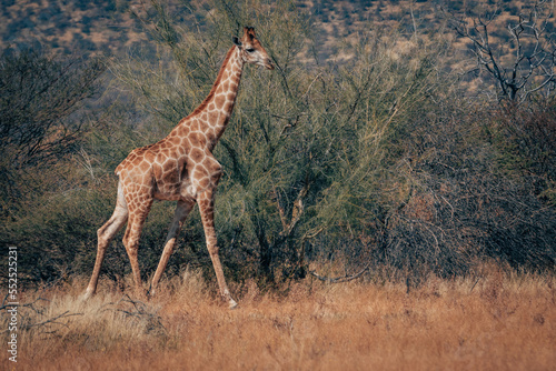 Junge Giraffe läuft durch das Buschwerk in der Savannenlandschaft im Erongo-Gebirge (Namibia)