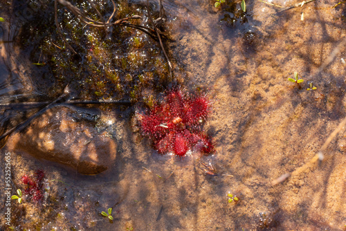 Close-up of a single red rosette of Drosera trinervia, taken in the Cederberg Mountains photo