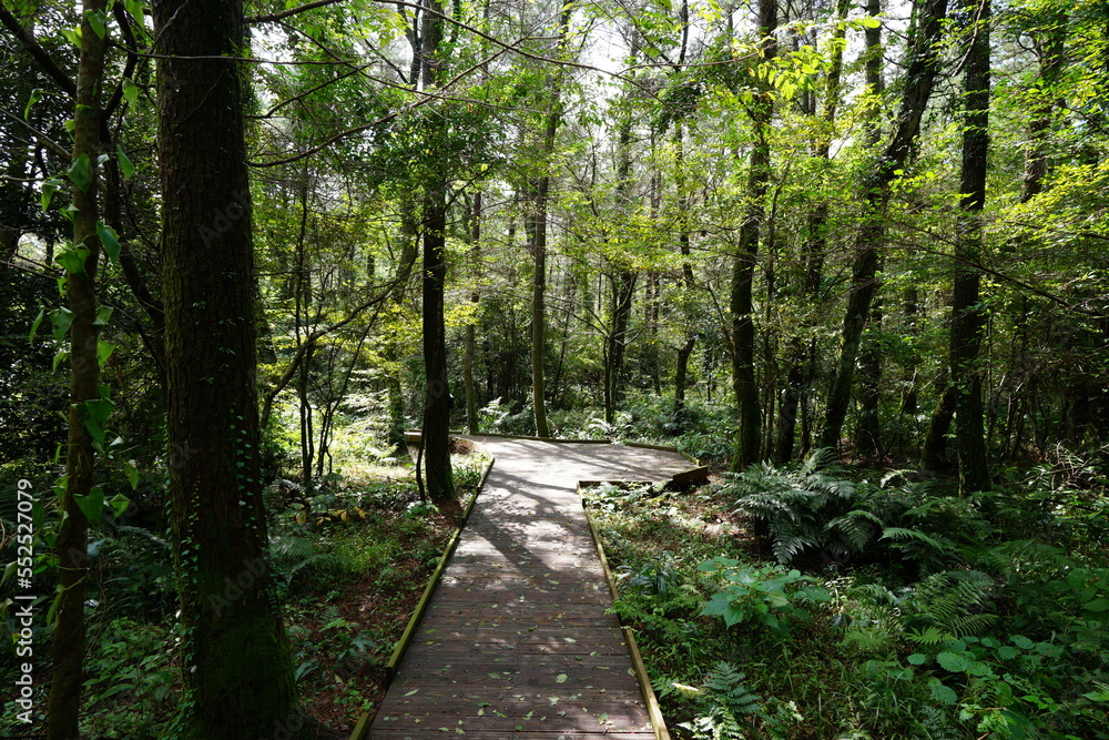 Obraz premium fine autumn forest with walkway