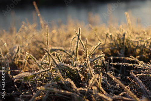 Frost on the gras, winter, golden hour