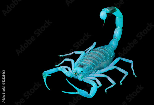Fotografiet Palestine yellow scorpion or Deathstalker (Leiurus quinquestriatus) glowing under UV light