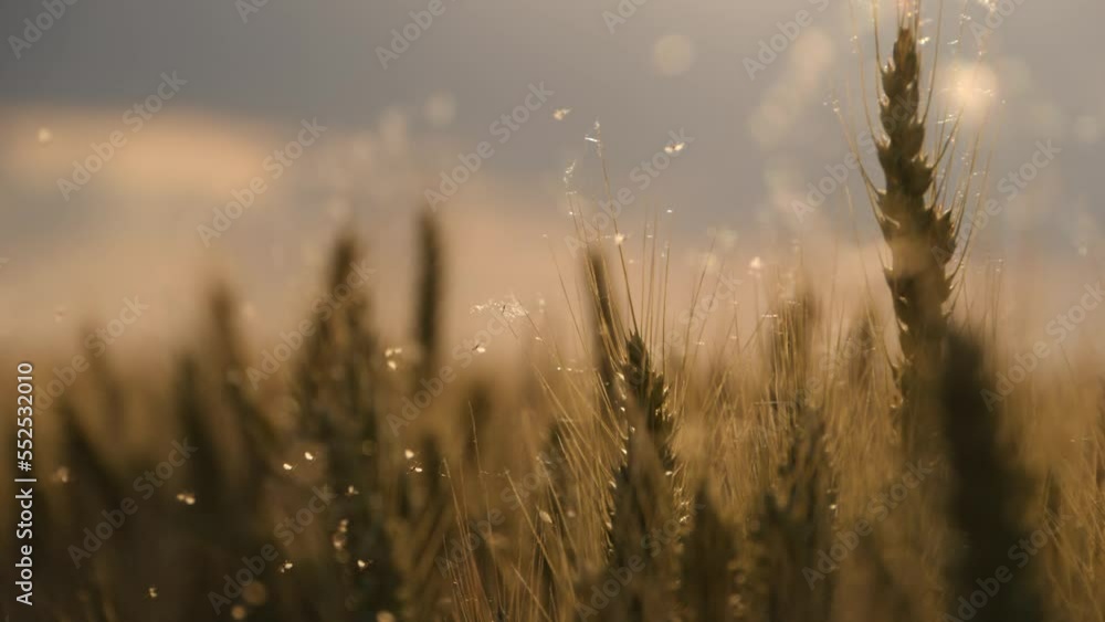 flies and wheat in the warm light flies and wheat in the warm light