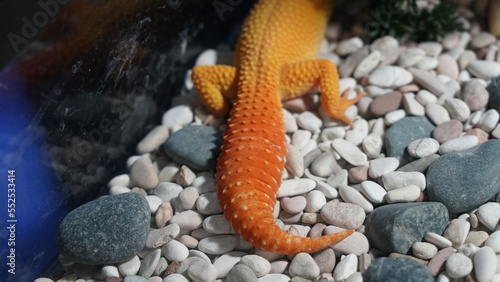 close-up of Leopard Gecko' tail