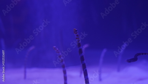 Gorgasia preclara, commonly known as the Transparent Wire Coral, is a captivating species of sea whip belonging to the Gorgoniidae family within the Octocorallia order.  photo