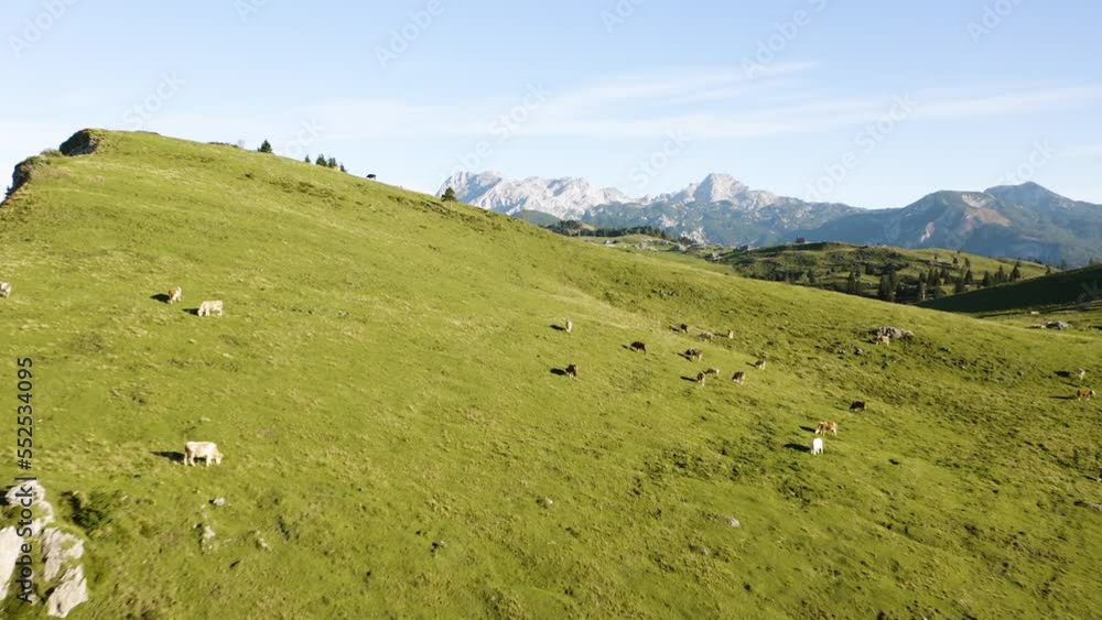 Flying Above Mountain's Herd Of Cows Located at The Top Of The Mountain on Beauatiful Green Meadow Surrounded With Huge Rocks, Roads, Mountain's Tourist Wooden Village, Alps in The Background. Flying Above Mountain's Herd Of Cows Located at The Top Of The Mountain on Beauatiful Green Meadow Surrounded With Huge Rocks, Roads, Mountain's Tourist Wooden Village, Alps in The Background.