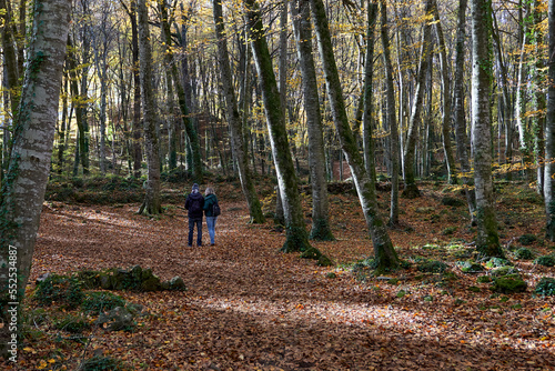 Two people in the middle of a colorful beech tree forest with the ground full of dry leaves