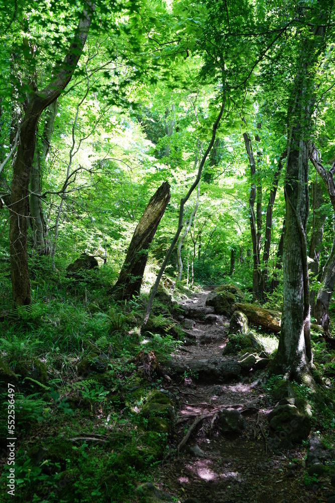 Fototapeta premium fine spring path through mossy rocks and old trees