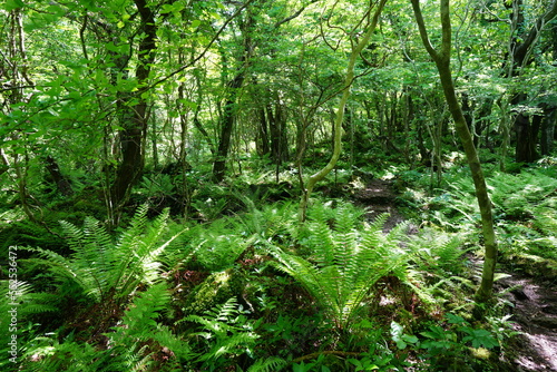 fresh fern in the sunlight