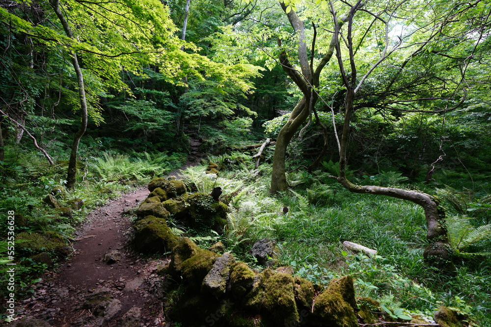 Obraz premium fine spring path through mossy rocks and old trees