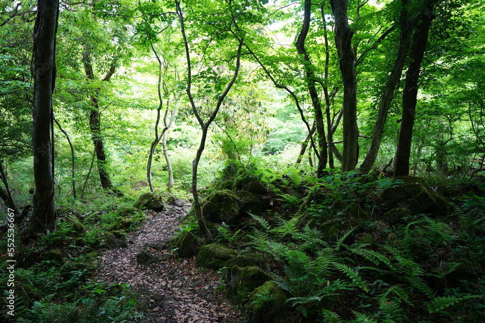 lively spring forest and path through fern