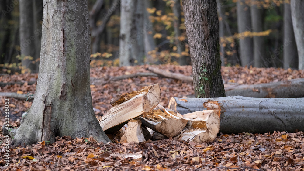 Cut trees, Preparations for winter in the forest, stumps lined up in rows, Trees cut in autumn, with space and writing area Cut trees, Preparations for winter in the forest, stumps lined up in rows, Trees cut in autumn, with space and writing area