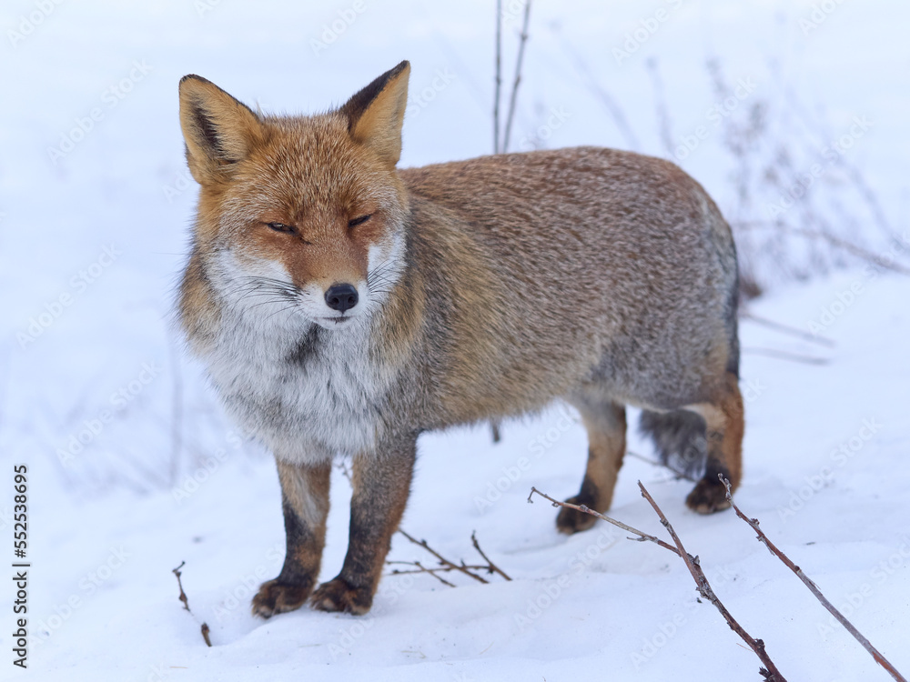 Fototapeta premium Volpe della Maiella