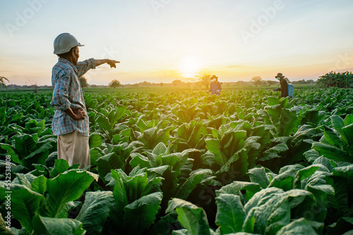 Tobacco beauties in Asia stand with their arms crossed. Gardener background gives foliar homologues.