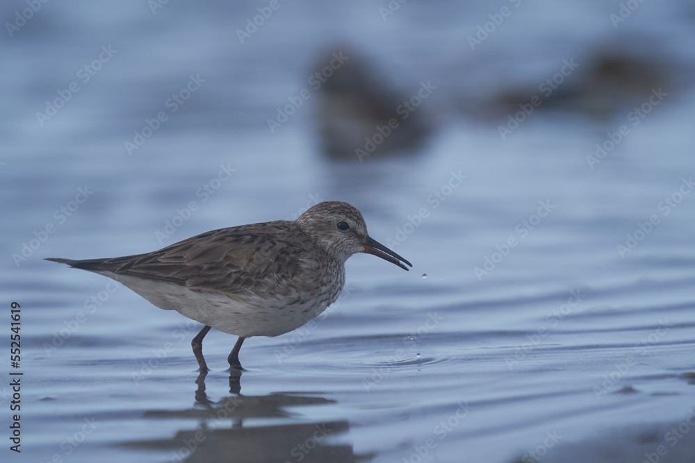 Obraz premium White-rumped Sandpiper (Calidris fuscicollis) searching for food along the coast of Sea Lion Island in the Falkland Islands