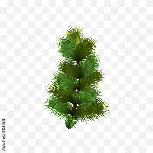 Pine tree isolated vector art