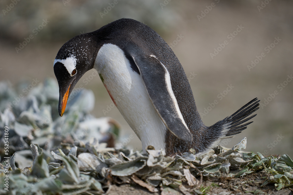Naklejka premium Gentoo Penguins (Pygoscelis papua) nesting on Sea Lion Island in the Falkland Islands.