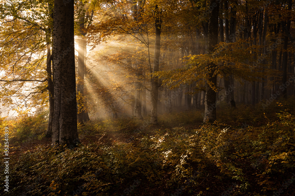 Obraz premium Beautiful colourful landscape in autumn season with rays of light in. forest. Romania