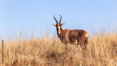Wildlife Animal Cape Blesbok Buck Male Alone Outdoor Park Wilderness Reserve. © ChrisVanLennepPhoto