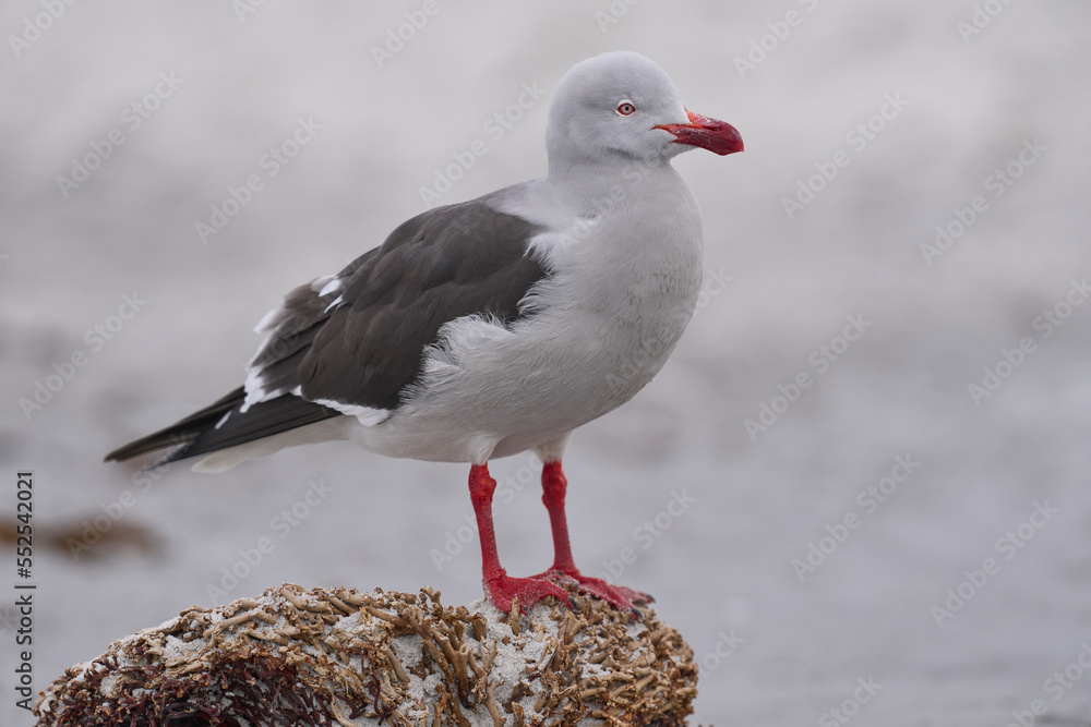 Dolphin Gull (Leucophaeus scoresbii) on the coast of Sea Lion Island in the Falkland Islands Dolphin Gull (Leucophaeus scoresbii) on the coast of Sea Lion Island in the Falkland Islands