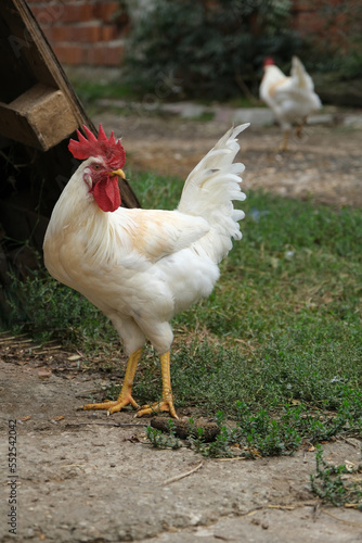 white cockerel