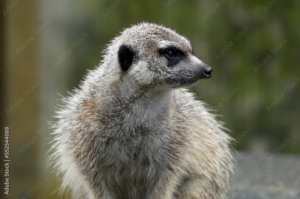 Fototapeta premium ミーアキャット